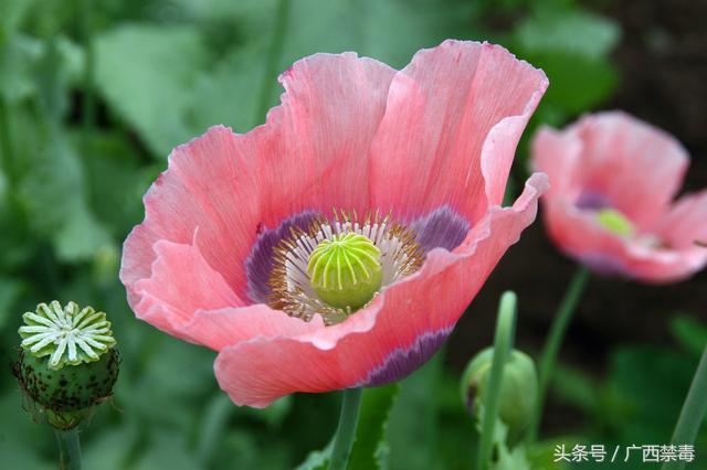 野罂粟(野罂粟图片,美丽却"邪恶"的罂粟花(野罂粟长什么样)