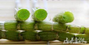 石斛煲汤的禁忌，石斛可以吃吗（食疗养生之铁皮石斛的用法与禁忌）