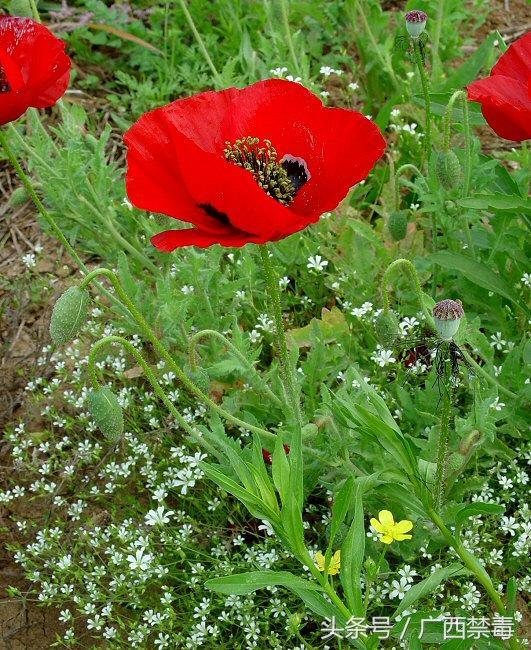 野罂粟(野罂粟图片,美丽却"邪恶"的罂粟花(野罂粟长什么样)