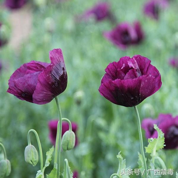 野罂粟(野罂粟图片,美丽却"邪恶"的罂粟花(野罂粟长什么样)