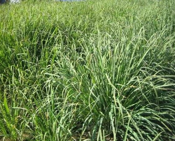 香茅草的食用方法，香茅草的功效与作用及食用方法（香茅草散发出天然浓郁的柠檬香味）