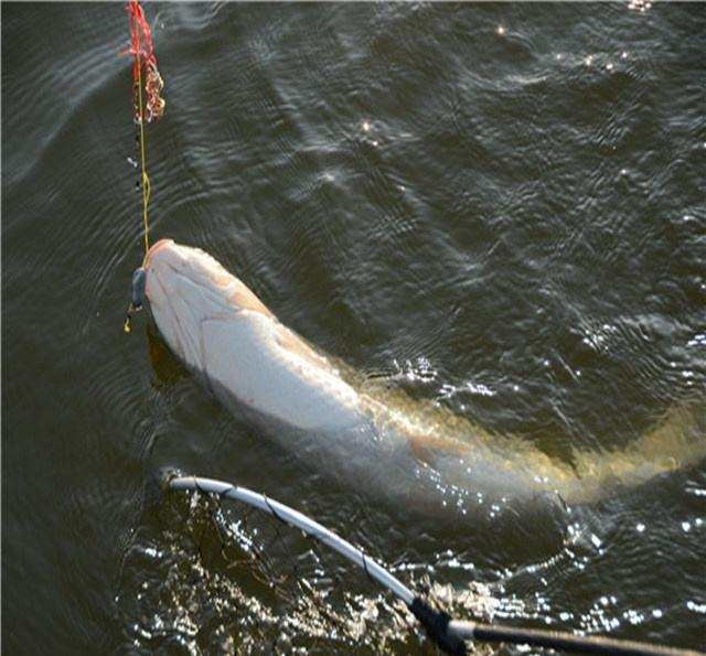 钓鱼药酒配方大全，这几种钓鱼药酒（好不容易搜集整理出来的12款中药药酒自制配方）