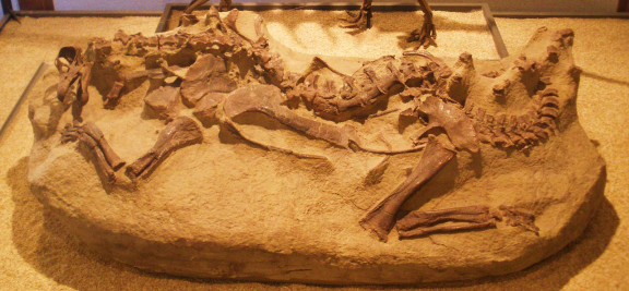 狗万是什么品种腕龙，狗万是什么（恐龙界的“超大明星”：腕龙）