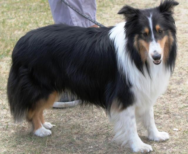 苏格兰牧羊犬吃什么,苏格兰牧羊犬英文(苏格兰牧羊犬怎么挑选)