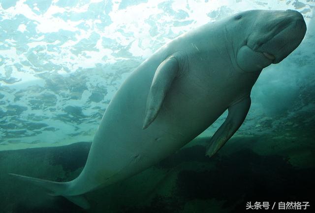 海獭百科，海獭和水獭的区别是什么（7种最易读错名字的海洋生物）