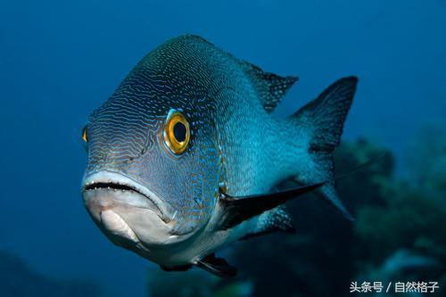 海獭百科，海獭和水獭的区别是什么（7种最易读错名字的海洋生物）
