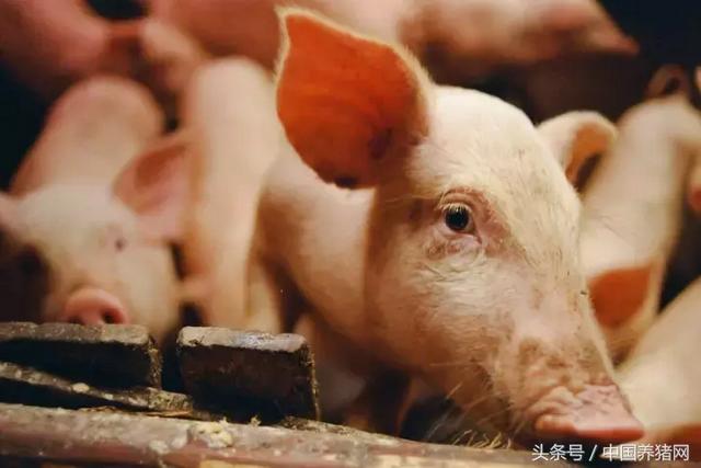 猪饲料网，养猪户该如何辨别猪饲料好坏（猪饲料百科）