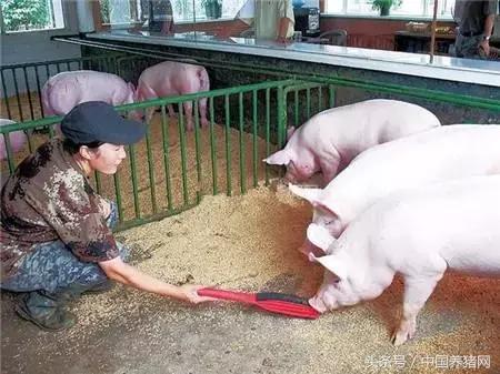 猪饲料网，养猪户该如何辨别猪饲料好坏（猪饲料百科）