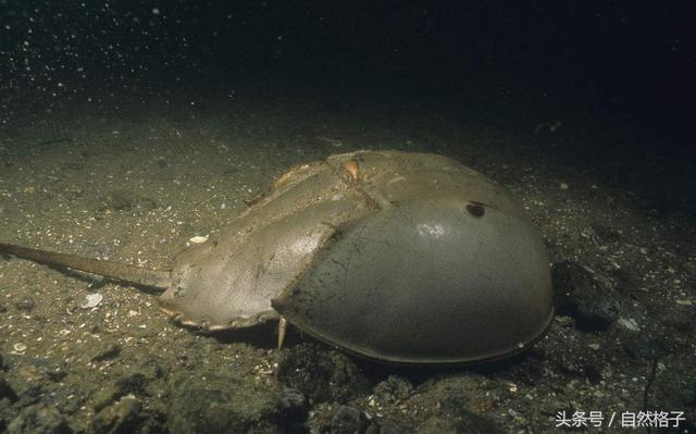 海獭百科，海獭和水獭的区别是什么（7种最易读错名字的海洋生物）