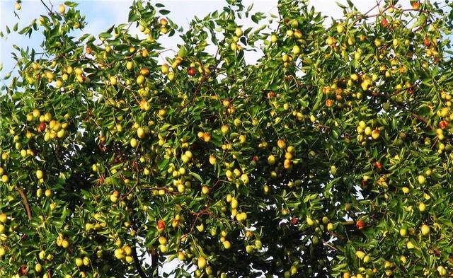 浙江省金华十大特产有哪些，金华特产小吃（最能代表你家乡的“土货”是啥）