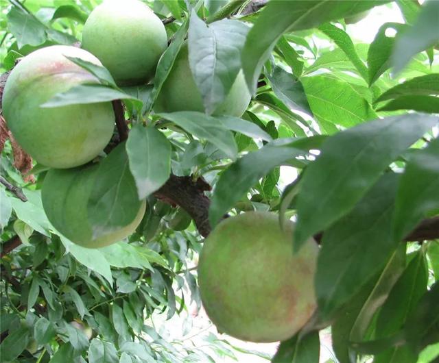 浙江省金华十大特产有哪些，金华特产小吃（最能代表你家乡的“土货”是啥）