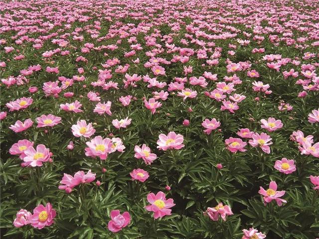 浙江省金华十大特产有哪些，金华特产小吃（最能代表你家乡的“土货”是啥）