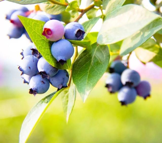 浙江省金华十大特产有哪些，金华特产小吃（最能代表你家乡的“土货”是啥）