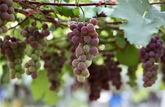 浙江省金华十大特产有哪些，金华特产小吃（最能代表你家乡的“土货”是啥）