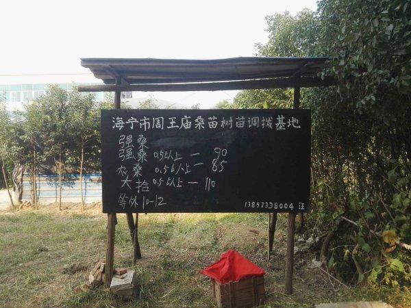 桑苗价格多少钱一棵，桑苗种植技术（海宁嫁接桑苗开市价创历史新高）