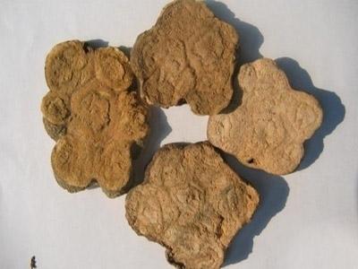 何首乌的功效与作用，何首乌的功效与作用及禁忌（何首乌的功效）