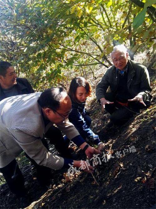 云南松露人工种植基地图片