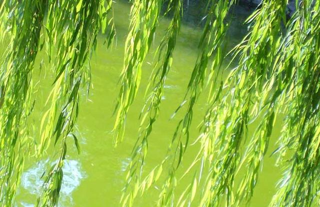 含柳的诗句，唐诗三百首含柳的诗句（描写柳树的优美诗句集锦）