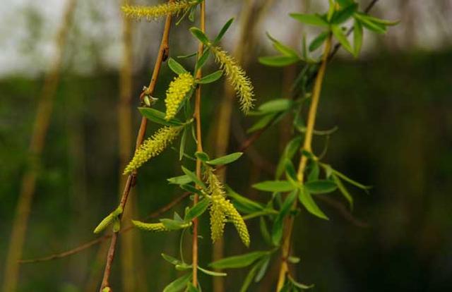 柳樹什麼時候開花,柳樹開花嗎什麼時候開花(柳樹的花什麼時候開花)