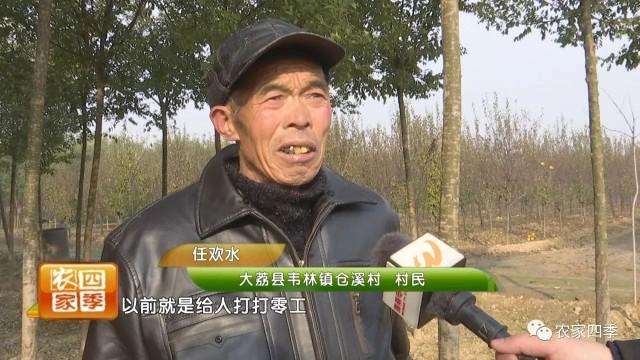 伟林樟子松苗圃，一米樟子松树苗价格多少钱一棵（107户贫困户喜领分红款）