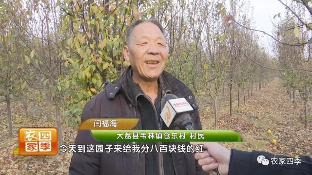 伟林樟子松苗圃，一米樟子松树苗价格多少钱一棵（107户贫困户喜领分红款）