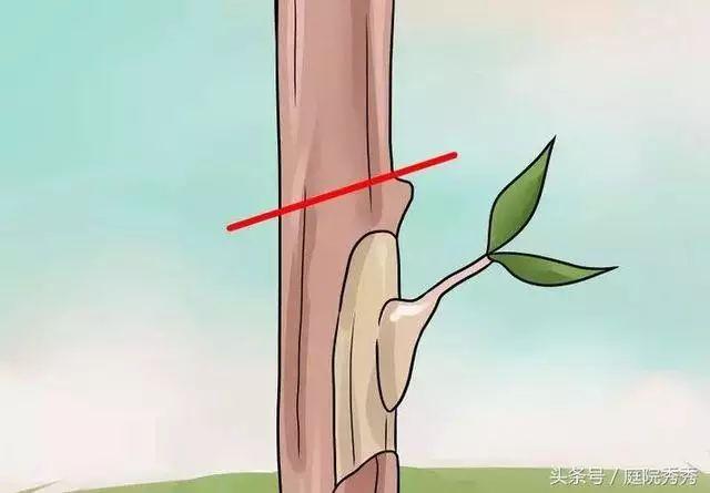 嫁接树苗的方法和技术，苗木嫁接与培育技术（果树最常用的5种嫁接方法！）