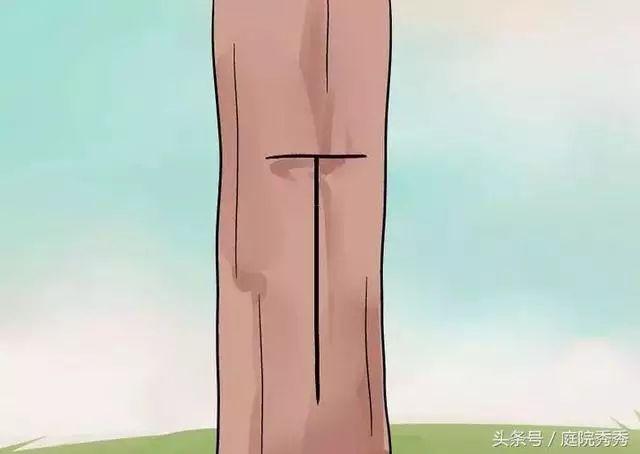 嫁接树苗的方法和技术，苗木嫁接与培育技术（果树最常用的5种嫁接方法！）