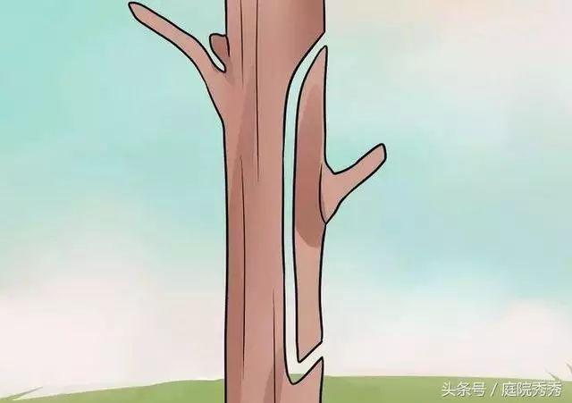 嫁接树苗的方法和技术，苗木嫁接与培育技术（果树最常用的5种嫁接方法！）