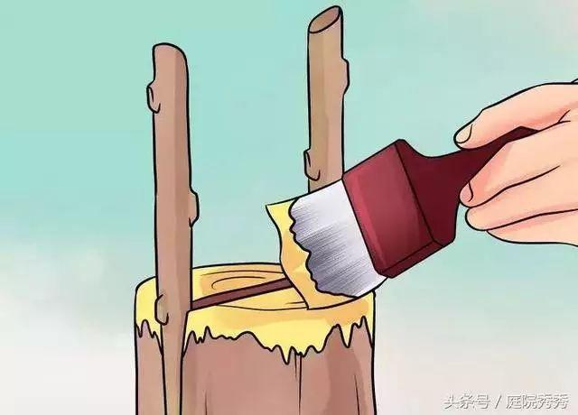 嫁接树苗的方法和技术，苗木嫁接与培育技术（果树最常用的5种嫁接方法！）