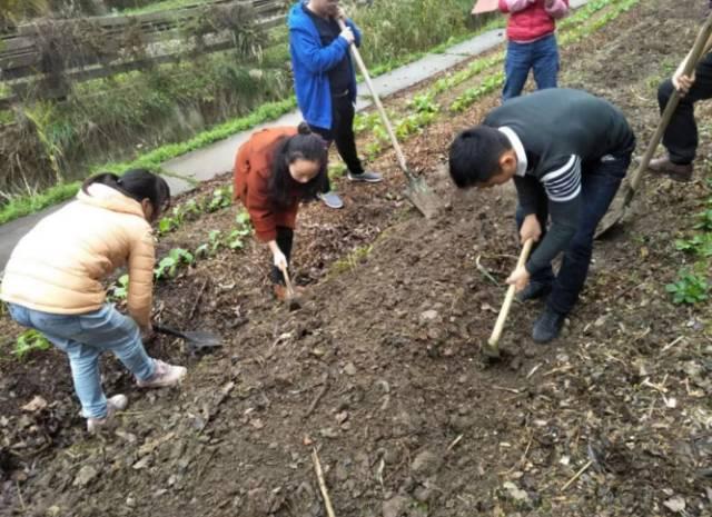 狗屎能做肥料吗，狗屎可以养花当肥料吗（厨余垃圾、药渣、咖啡渣堆起来的肥料）