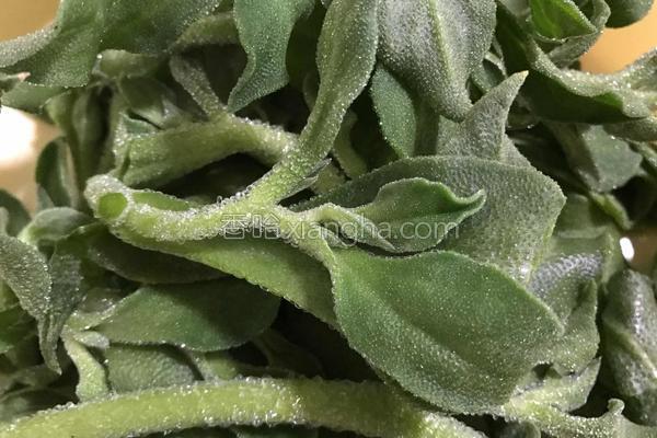 冰草怎么凉拌好吃，大厨教你做凉拌冰草（凉拌冰草）