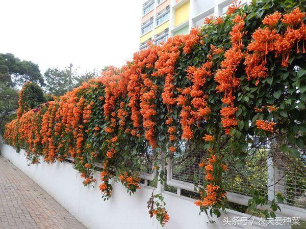 炮仗花的花期是什么时候，炮仗花何时开花（这1种花开起来像鞭炮）