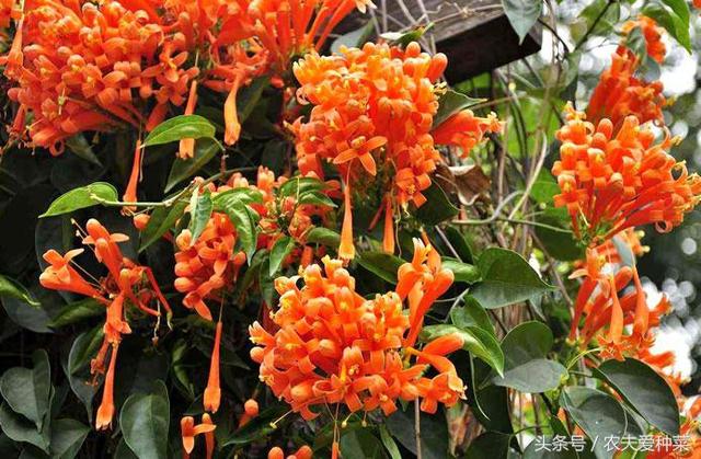 炮仗花的花期是什么时候，炮仗花何时开花（这1种花开起来像鞭炮）