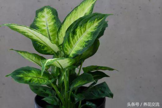 白掌植物有毒吗，白掌叶有毒吗（这些有毒植物基本每个花友都养过）