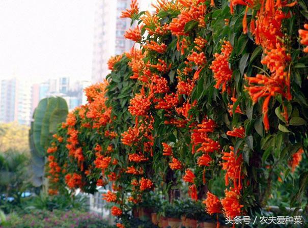 炮仗花的花期是什么时候，炮仗花何时开花（这1种花开起来像鞭炮）
