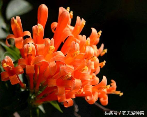 炮仗花的花期是什么时候，炮仗花何时开花（这1种花开起来像鞭炮）