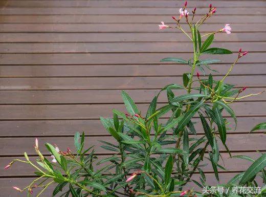 白掌植物有毒吗，白掌叶有毒吗（这些有毒植物基本每个花友都养过）