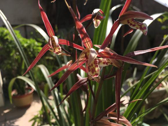 兰花烂根怎么办，兰花烂根怎么办,兰花烂根可以用生理盐水消毒吗（用这方法分分钟救活）