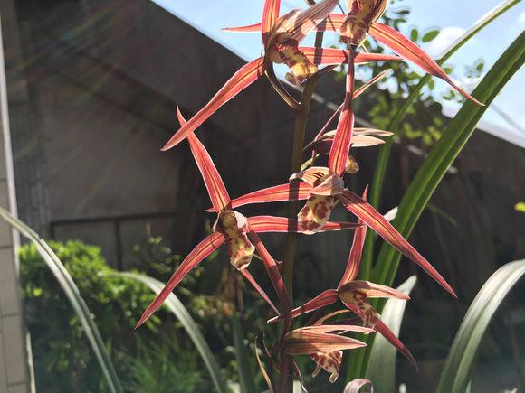 兰花烂根怎么办，兰花烂根怎么办,兰花烂根可以用生理盐水消毒吗（用这方法分分钟救活）