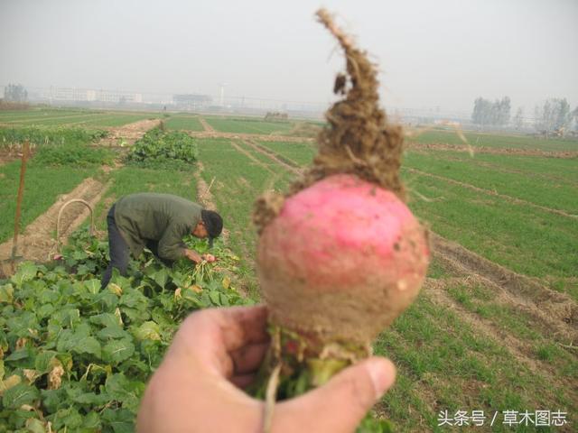 正宗蔓菁的图片，今日全国大头菜价格（据说它的块根有和玛卡一样的功效）