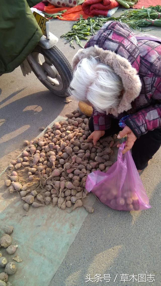 正宗蔓菁的图片，今日全国大头菜价格（据说它的块根有和玛卡一样的功效）