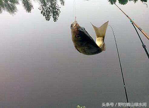 鸡肠怎么清洗，鸡肠怎么清洗才可以吃（但要搞清3种使用方法）