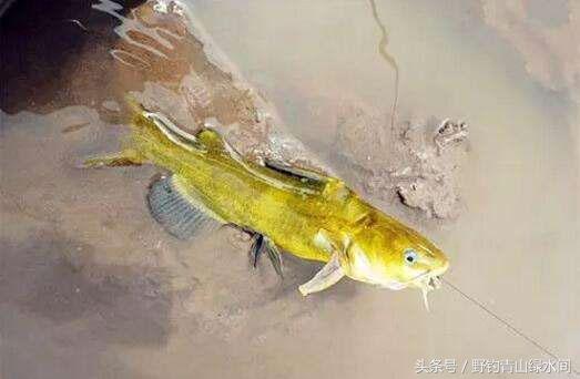 鸡肠怎么清洗，鸡肠怎么清洗才可以吃（但要搞清3种使用方法）