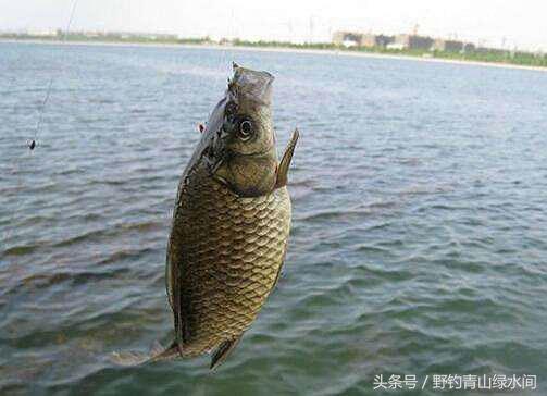 鸡肠怎么清洗，鸡肠怎么清洗才可以吃（但要搞清3种使用方法）