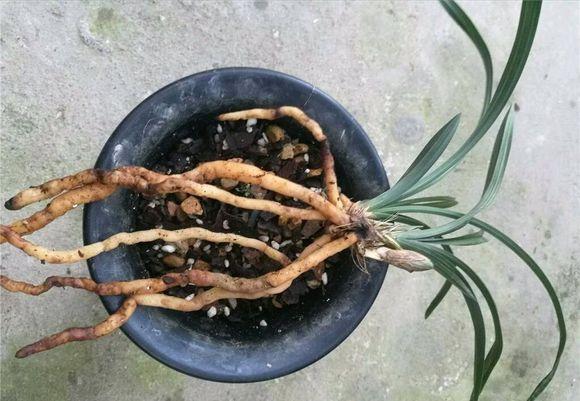 兰花烂根怎么办，兰花烂根怎么办,兰花烂根可以用生理盐水消毒吗（用这方法分分钟救活）