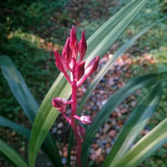 兰花烂根怎么办，兰花烂根怎么办,兰花烂根可以用生理盐水消毒吗（用这方法分分钟救活）