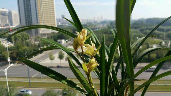 兰花烂根怎么办，兰花烂根怎么办,兰花烂根可以用生理盐水消毒吗（用这方法分分钟救活）