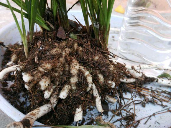 兰花烂根怎么办，兰花烂根怎么办,兰花烂根可以用生理盐水消毒吗（用这方法分分钟救活）