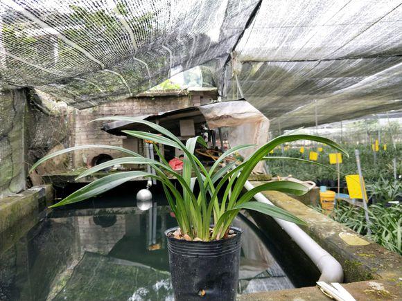 兰花烂根怎么办，兰花烂根怎么办,兰花烂根可以用生理盐水消毒吗（用这方法分分钟救活）