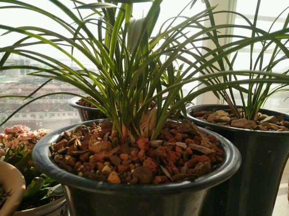 兰花烂根怎么办，兰花烂根怎么办,兰花烂根可以用生理盐水消毒吗（用这方法分分钟救活）